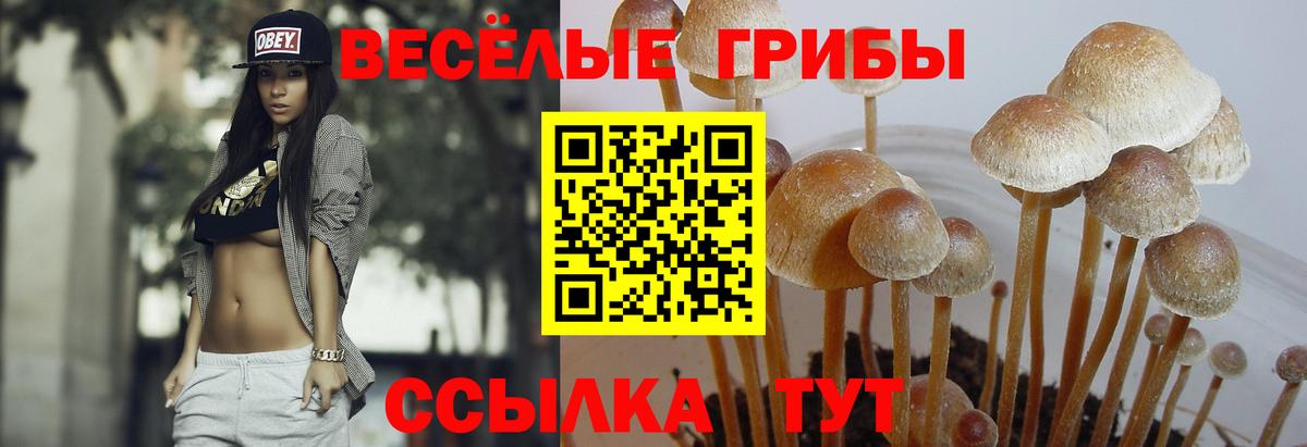 Псилоцибиновые грибы Psilocybe  Вход с VPN  продажа наркотиков  Псилоцибиновые грибы мухоморы  Ефремов 